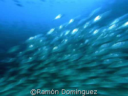School of big eye scad running away. A sea lion is hunting by Ramón Domínguez 